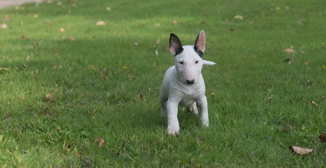 As 5 Principais Razões Para Ter Um Bull Terrier Miniatura